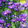 Aromatic Aster